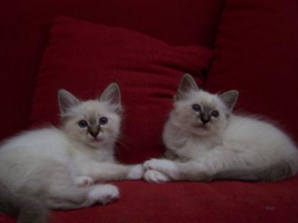 Heilige Birma Kitten
