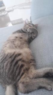 Katze Tinka vermisst