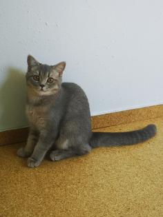 Reinrassige BKH Kitten suchen dich
