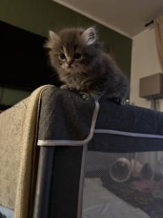 Perser Kitten mit Nase