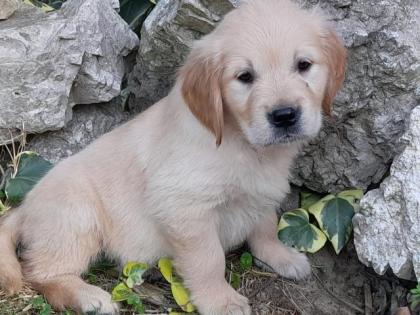 Golden Retriever Welpen abzugeben