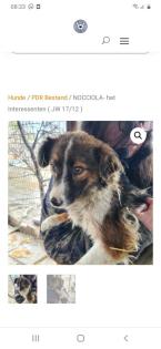 Tolle Welpen, Junghunde Hundesenioren