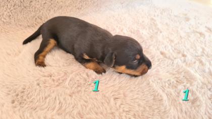 Jagdterrier Patterdaleterrier Welpen