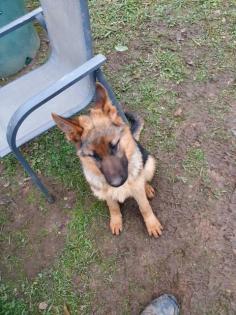 Deutsche schäferhund Welpe