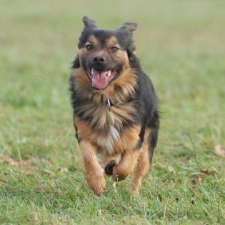 Mischlingshund Alfi sucht ein Zuhause