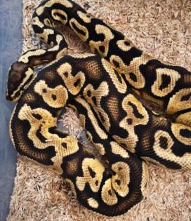 Python regius in gute Hände