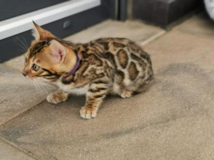 Wunderschöne Kontrastreiche Bengalkitten