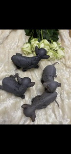 Sphynx Babykatzen