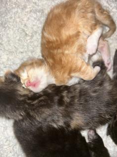 Main Coon Perser Babys
