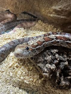 2 Kornnattern Braun/Grau Hellorange inkl. Terrarium