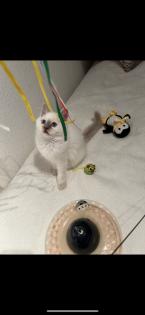 Zwei kitten heilige Birma/ Ragdoll