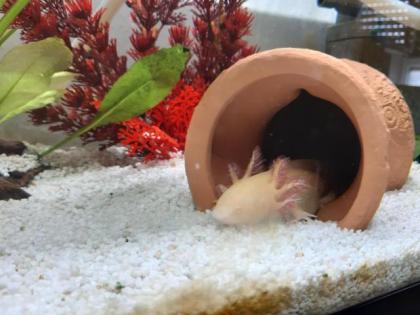 Axolotl und Durchlaufkühler abzugeben