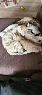Bengal Kitten snow lynx mink