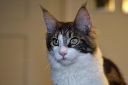 Zuzanna- Maine Coon Mädel mit Papieren, 14 Monate kastriert
