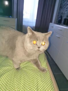 BKH reinrassig deckkater Blutgruppe B