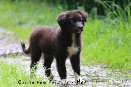 Australian Shepherd Welpen Mädchen und Rüden dürfen ab sofort ausziehen mit Ahnentafel uvm