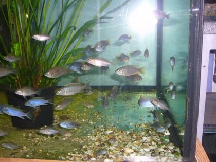 Pseudotropheus sp. Acei