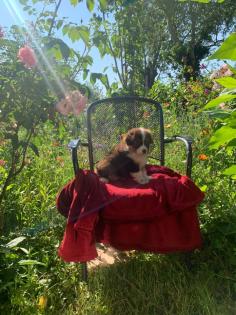 Australian shepherd welpen