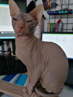 Zwei wunderschöne Sphynx Kater