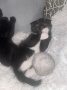 Scottish Fould kitten