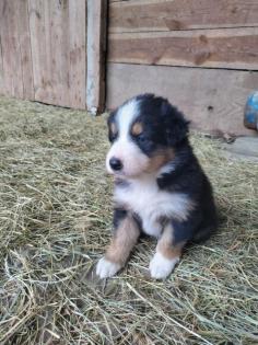 Border Collie - Labrador Welpen Mischlinge