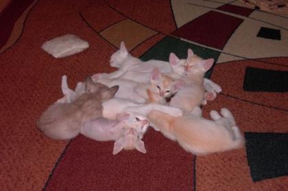 Burma Katzen