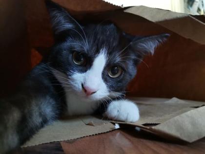 Süßes Ekh/Bkh Katerchen sucht neues Zuhause.