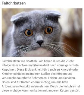 Hallo, ich bin ein Scottish Fold Kater und rassebedingt krank