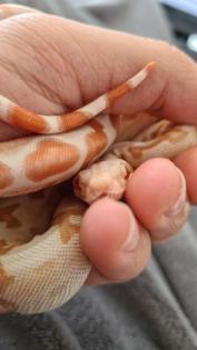 Boa Imperator 1. 0