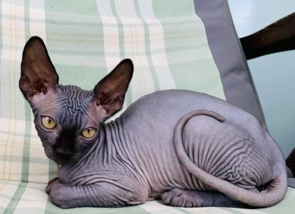 Sphynx-Kitten