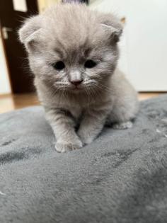 BKH Baby Kätzchen noch 3 Männlich
