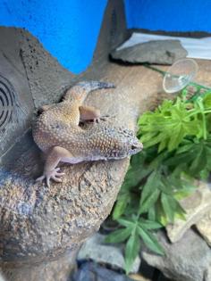Gecko Weibchen zu verschenken