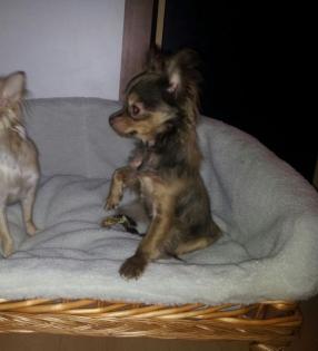 Reinrassiger Chihuahua Rüde mit Zuchtzulassung