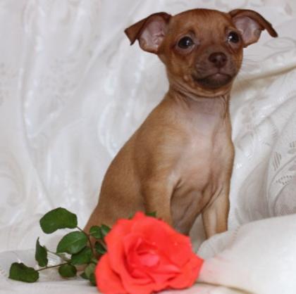 Russische Toy -Terrier Welpe Mini