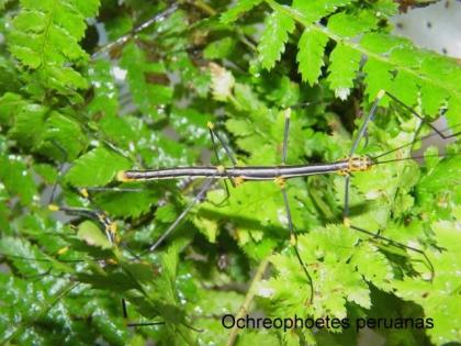 Ochreophoetes peruanas Farnschrecke abzugeben