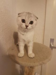 Ein wunderschönes Katzenbaby sucht ein neues Zuhause