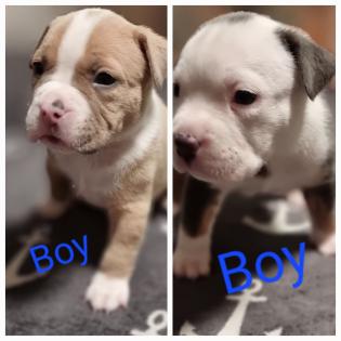 American Bully Pocket