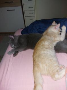 2 kastrierte kater suchen neues zuhause