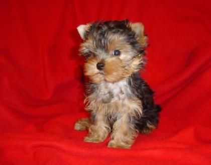 Yorkshire Terrier Yorkie