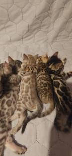 Bengalkitten zu verkaufen