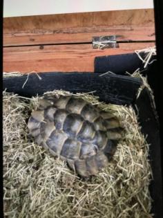 Schildkröten zum verkaufen