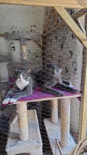 Auf der Suche nach einem liebevollen Zuhause Zwei besondere Katzen suchen gemeinsam ein neues Zuhau
