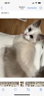 Zwei kitten heilige Birma/ Ragdoll