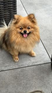 Pomeranian