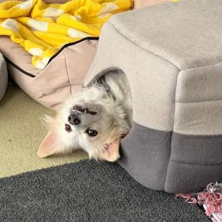 Suki / Status sucht ein Zuhause