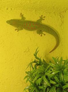 Madagaskar Taggeckos mit Terrarium