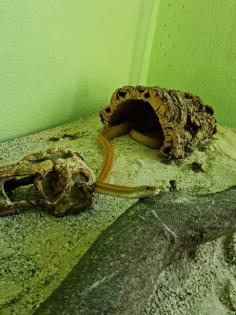 Zwei liebe Kornnattern mit kompletten Terriarium suchen ein neues Zuhause