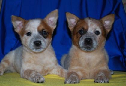 Wunderschöne rote Australian Cattle Dog Welpen