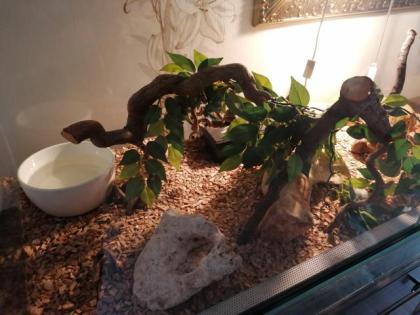 Königspython mit Terrarium