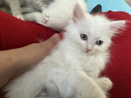 Türkische Angora Kitten suchen liebevolles Zuhause